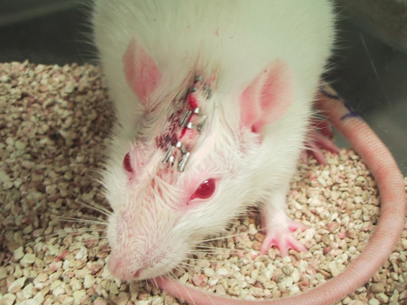Lethal Lessons: Animals Used in Education | Animals Used for  Experimentation - Issues - PETA Asia