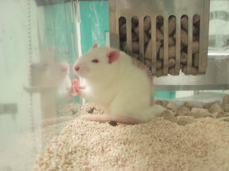 rat with shaved back and stapled incision sitting up with his front paws on the side of the cage