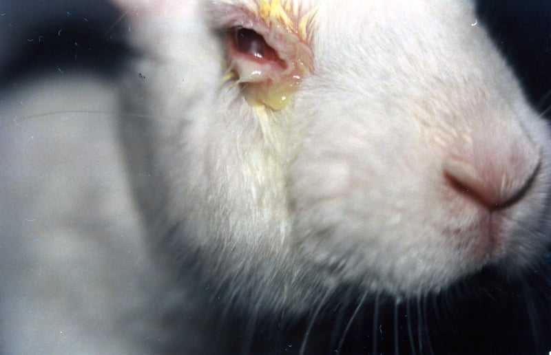 Toxic and Tragic: Testing on Animals | Animals Used for Experimentation -  Issues - PETA Asia