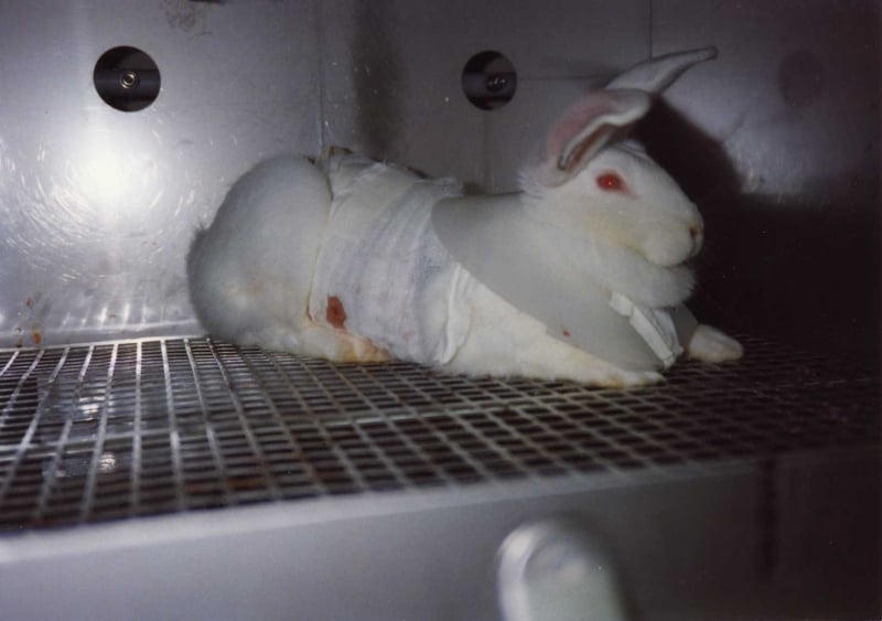 Toxic and Tragic: Testing on Animals | Animals Used for Experimentation - Issues - PETA Asia Toxic and Tragic: Testing on Animals | Animals Used for Experimentation - Issues - PETA Asia