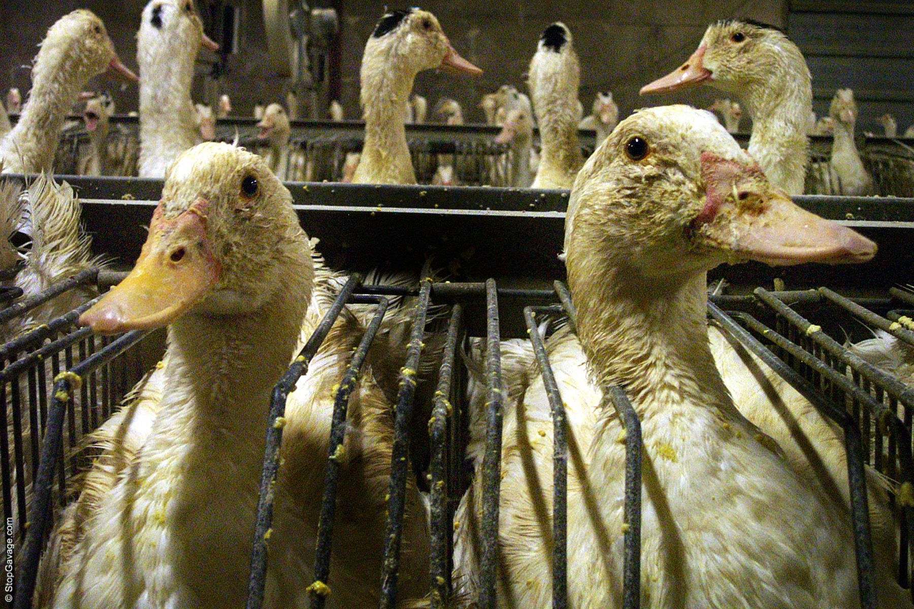 Pamela Anderson Urges French Assembly to Ban Foie Gras Cruelty