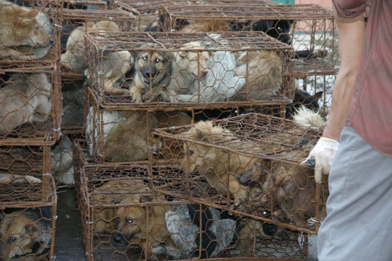 Animals Abused and Killed for Their Fur | Animals Used for Clothing -  Issues - PETA Asia