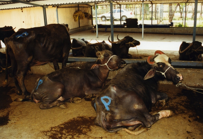 The Real Cost of Leather: Chamars, Cow, and Colonialism - Pragyata