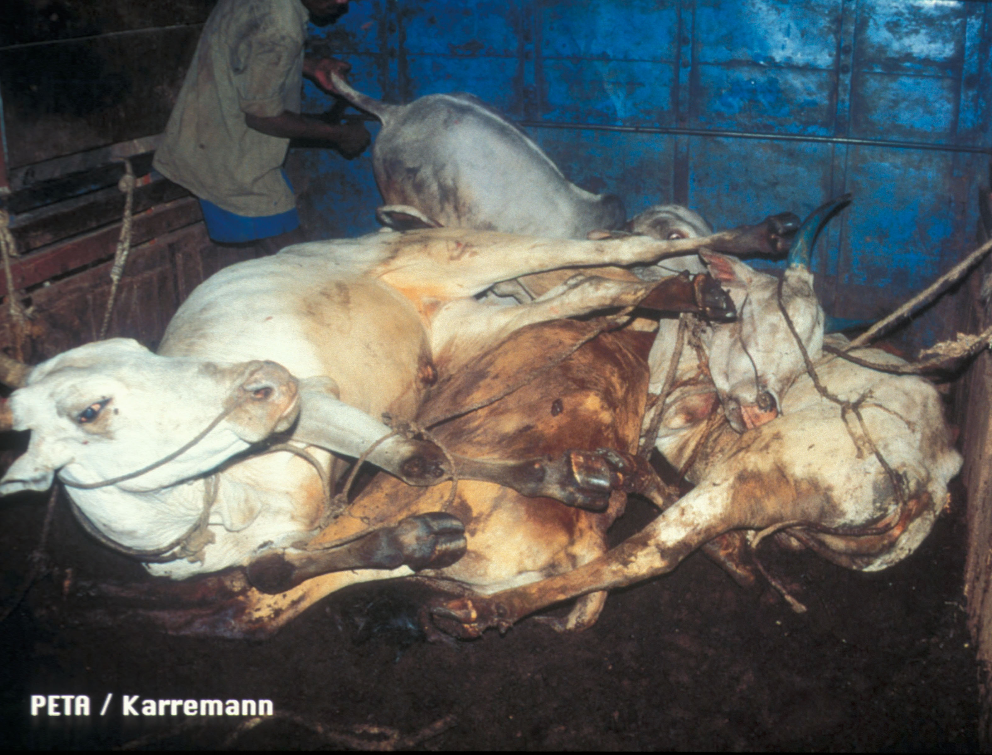 Inside the Leather Industry | Animals Used for Clothing - Issues - PETA Asia Inside the Leather Industry | Animals Used for Clothing - Issues - PETA Asia