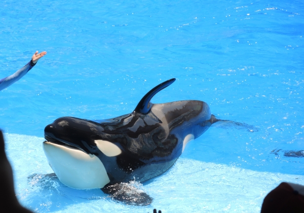 Former SeaWorld Trainer Makes International Appeal