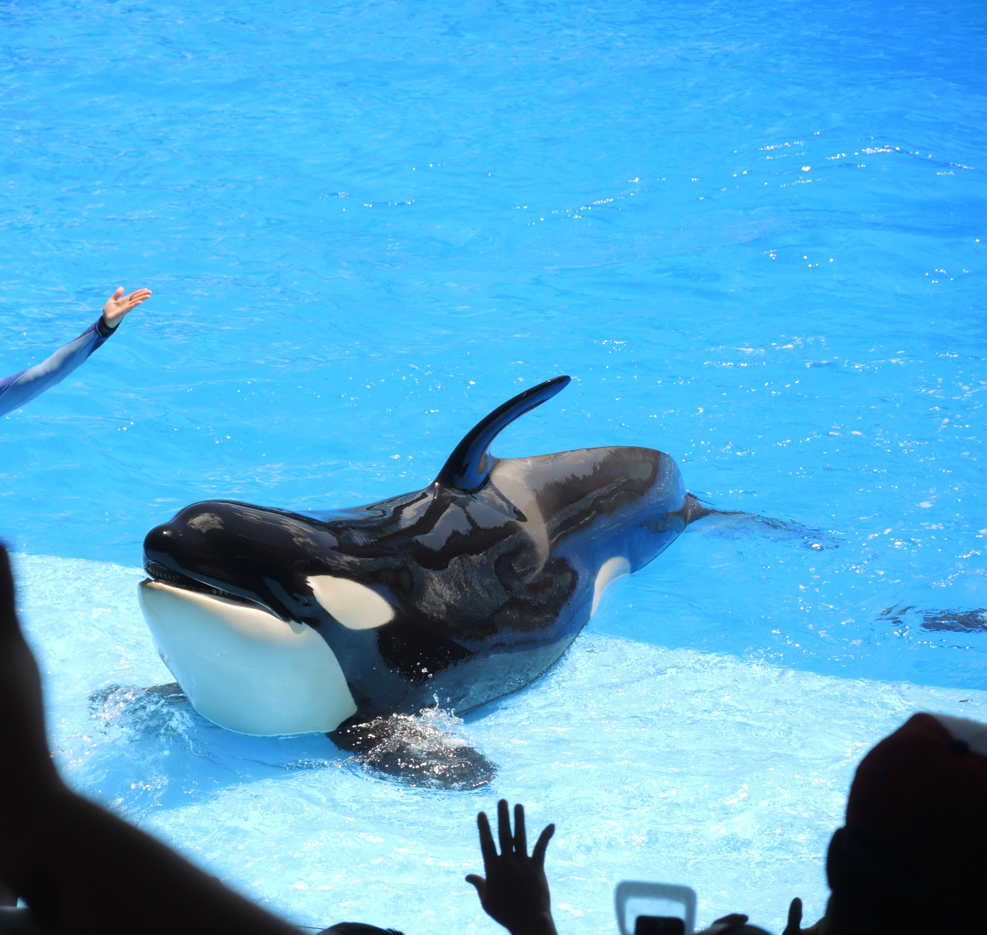 Former SeaWorld Trainer Makes International Appeal