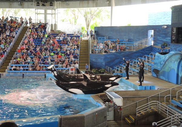 SeaWorld to End All Orca Breeding Programmes