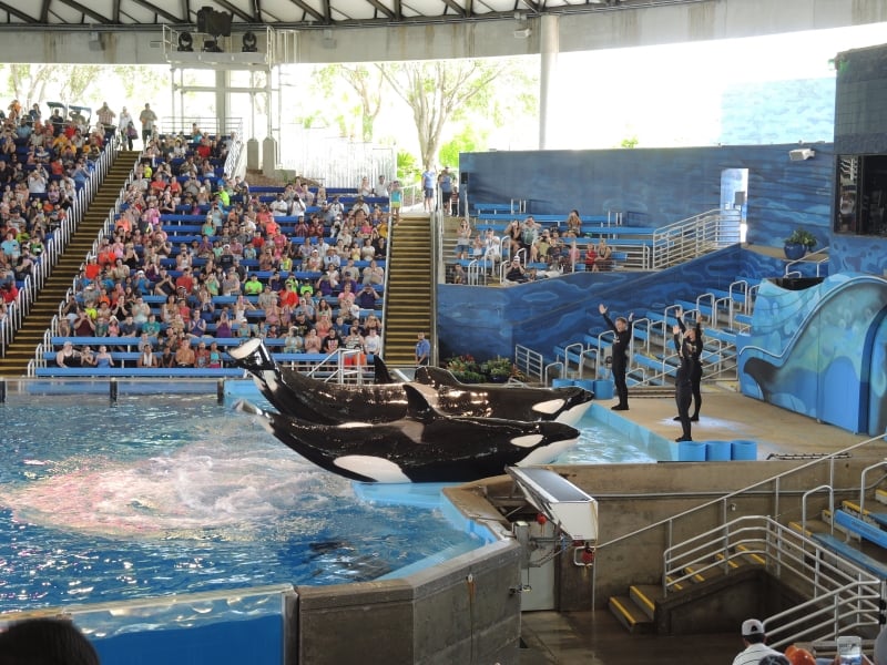 Orcas at SeaWorld San Antonio.