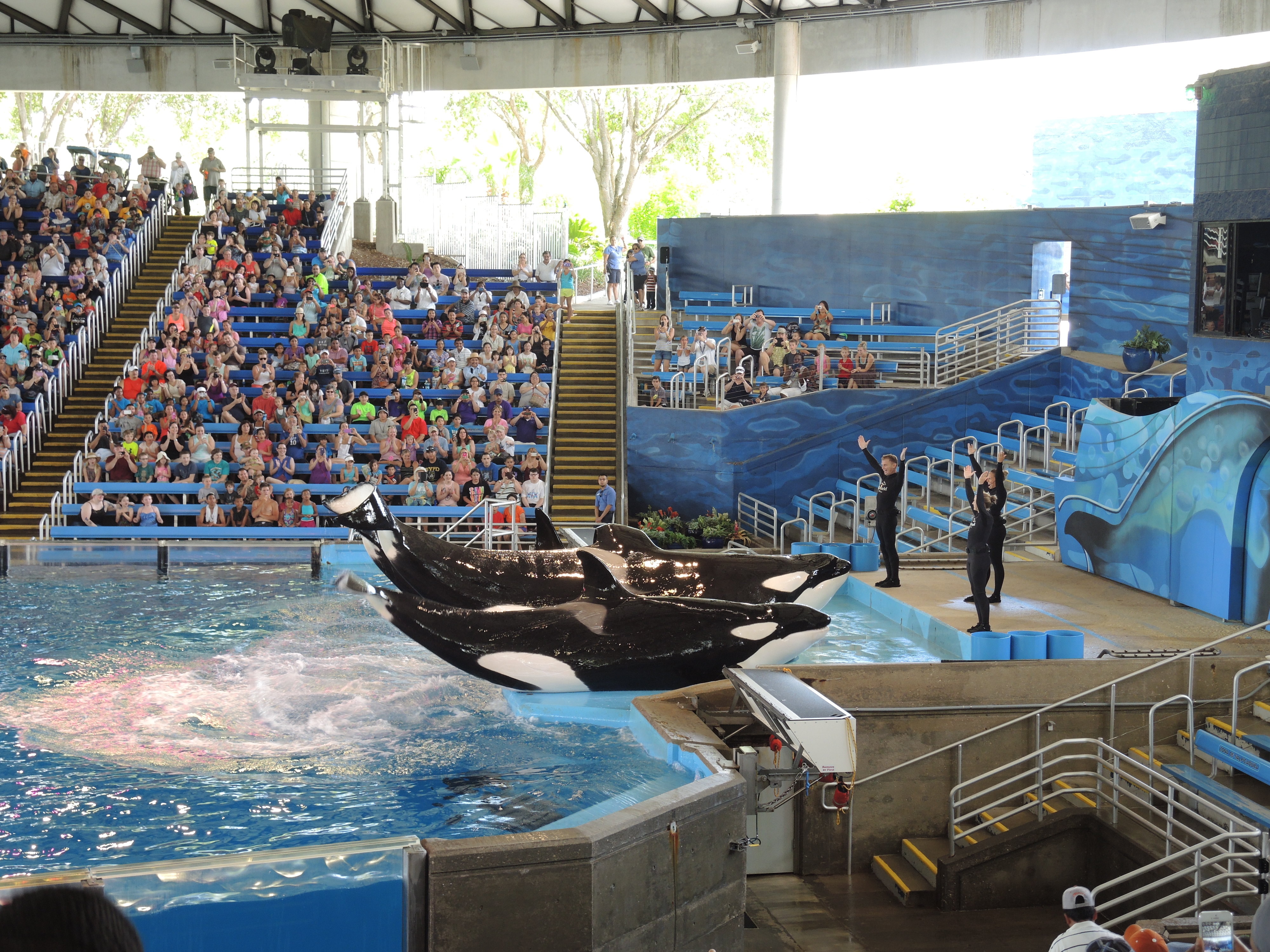 SeaWorld to End All Orca Breeding Programmes