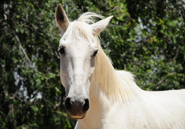 Progress! Electric Carts Will Replace Horse-Drawn Carriages at Petra, All Thanks to PETA