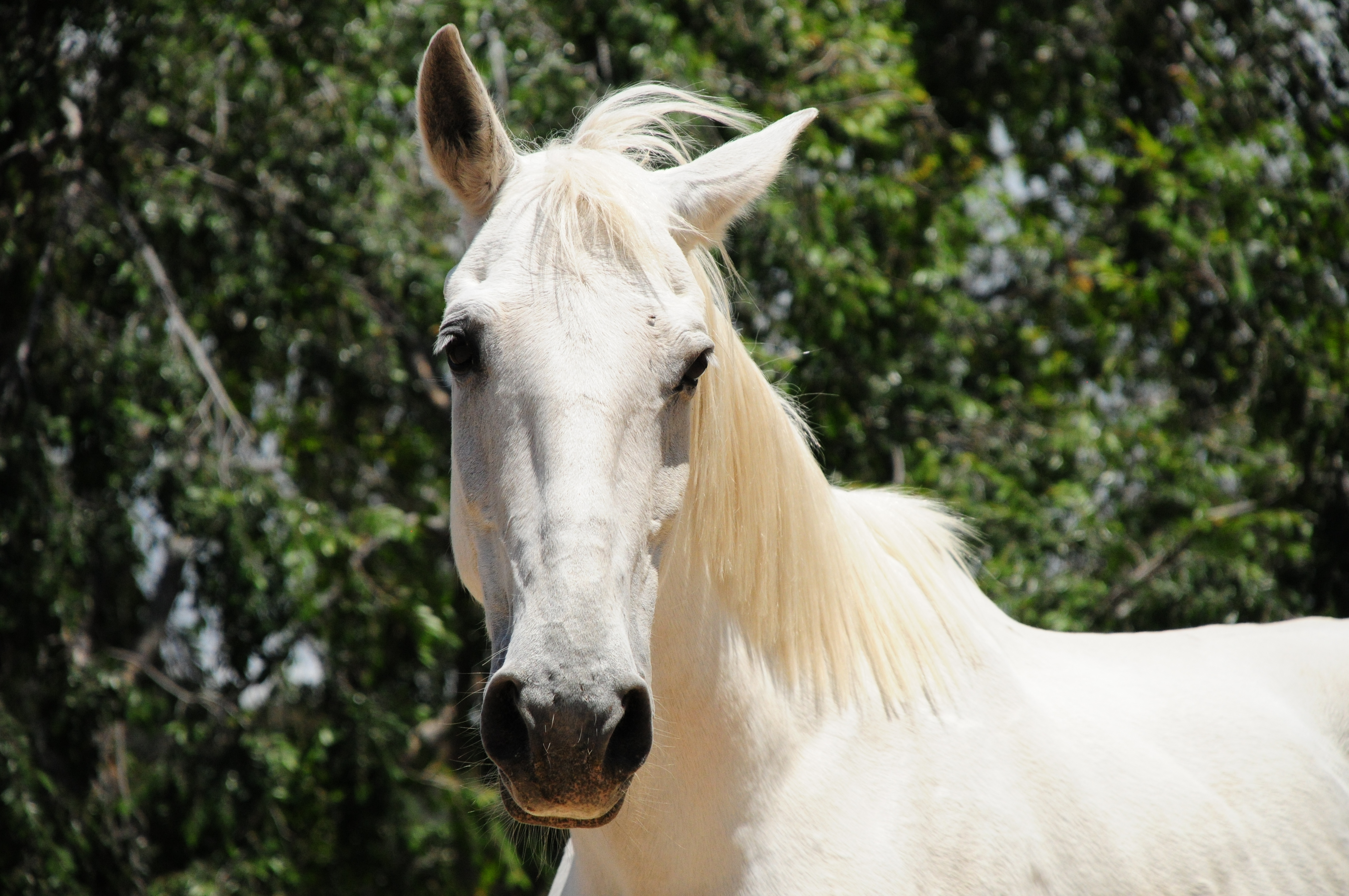 Progress! Electric Carts Will Replace Horse-Drawn Carriages at Petra, All Thanks to PETA