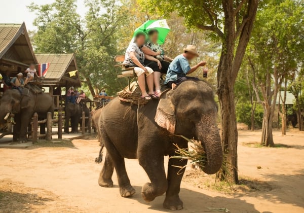 Tourists take a ride on an elephant in Thailand.