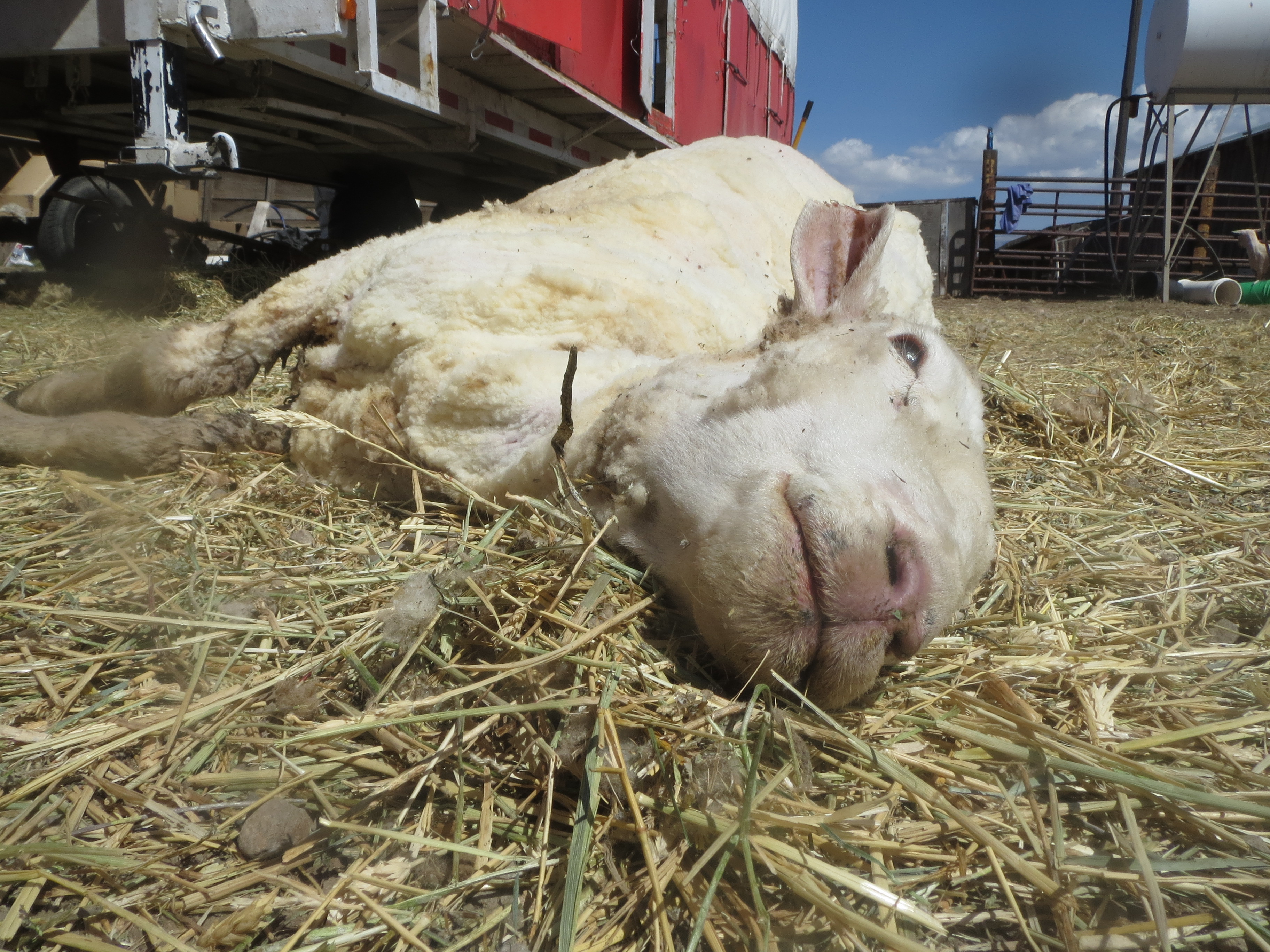 Sheep mistreated when they make sheep sale