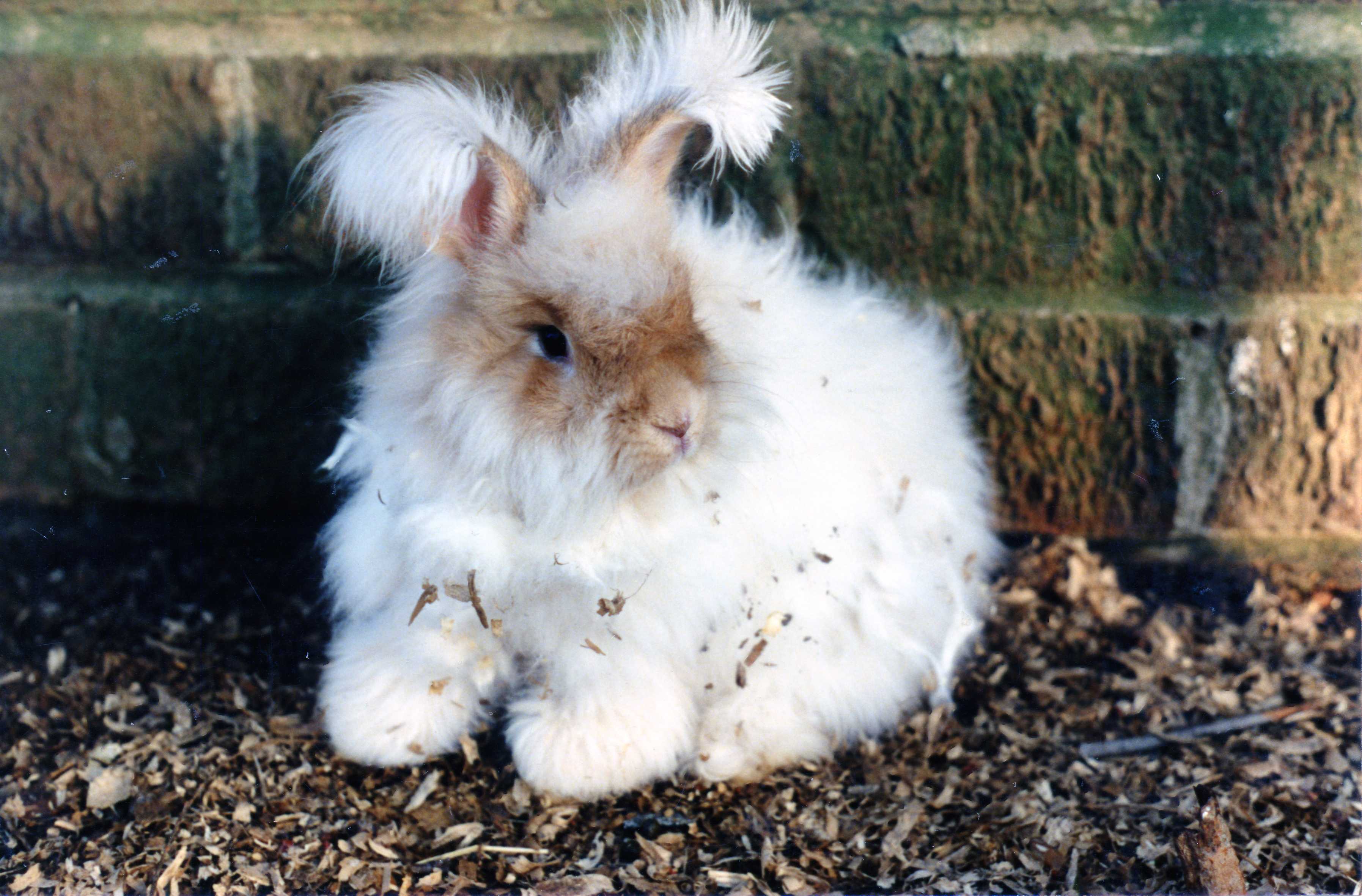 Major International Retailers Halt Angora Production