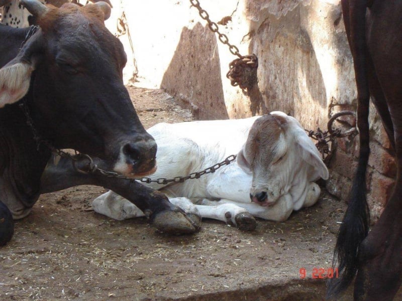 Cow in India