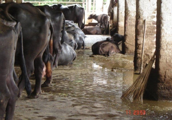 Cruelty to Cows: How Cows Are Abused for Meat and Dairy Products | Animals  Used for Food - Issues - PETA Asia