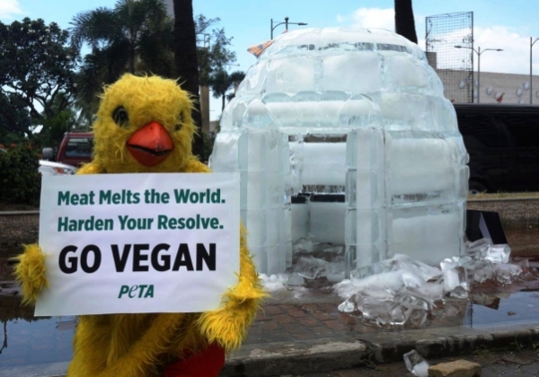 Melting Igloo Confronts APEC Leaders in Manila: Fight Climate Change With Diet Change