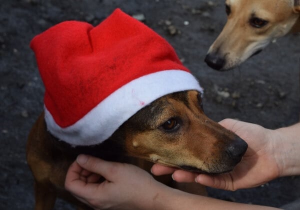 11 Festive Foods You Should Never Feed To Your Dog