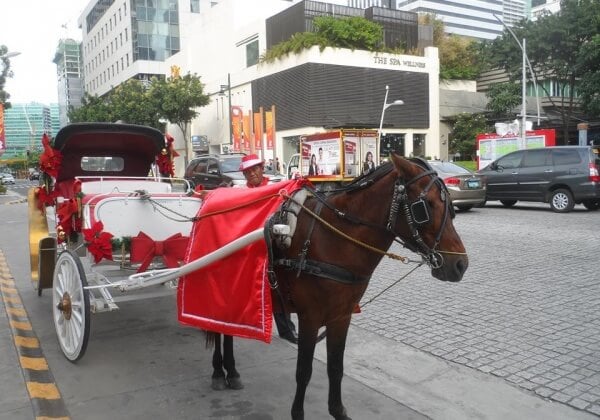Urge BGC to Put a Stop to Horse-Drawn Carriages!