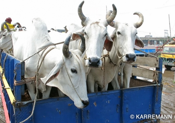 Leather: Hell for Animals and Children in Bangladesh