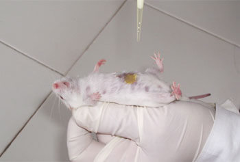Experiement on a Mouse - Doctors Against Animal Experiments