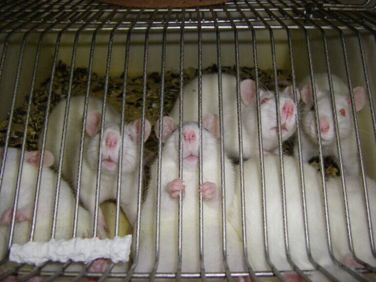 © Doctors Against Animal Experiments