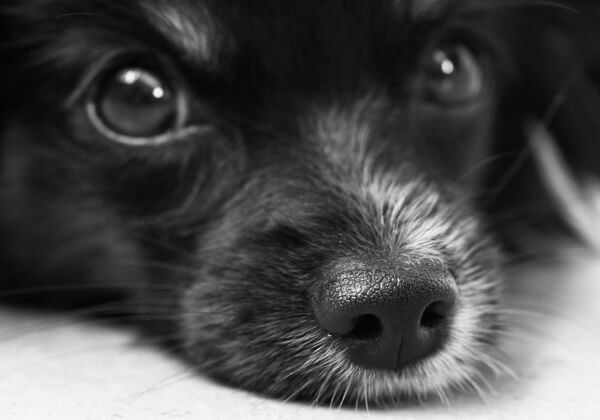 Required Reading for Anyone Who Leaves the House: What to Do if You See an Animal in Need