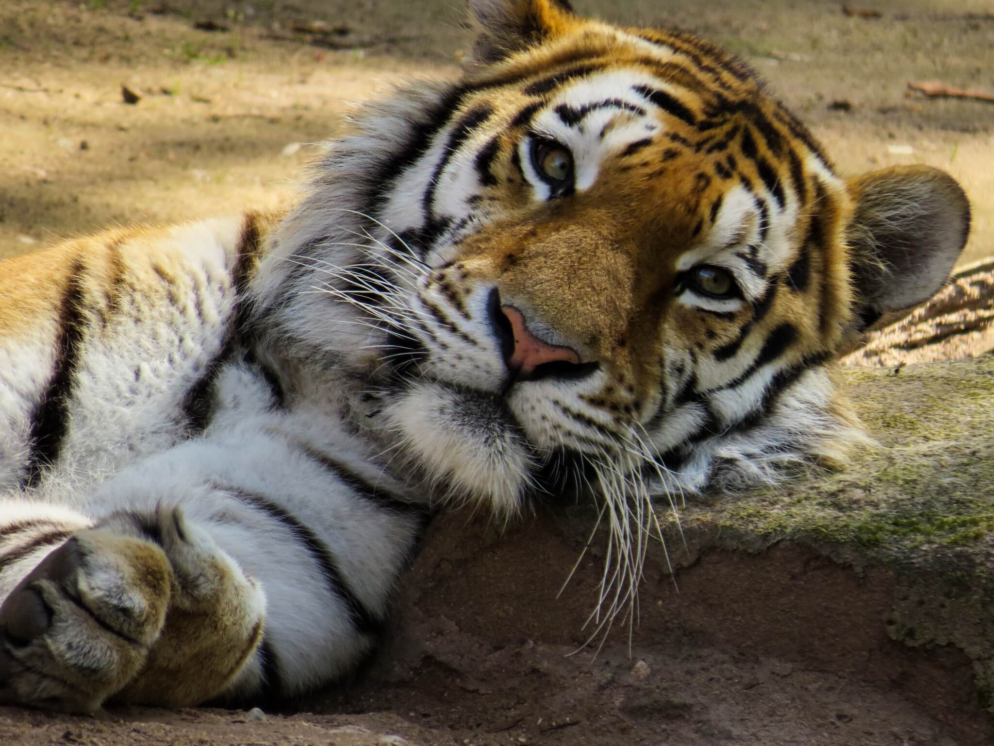Appalling Animal Attractions: Tiger Temple in Thailand