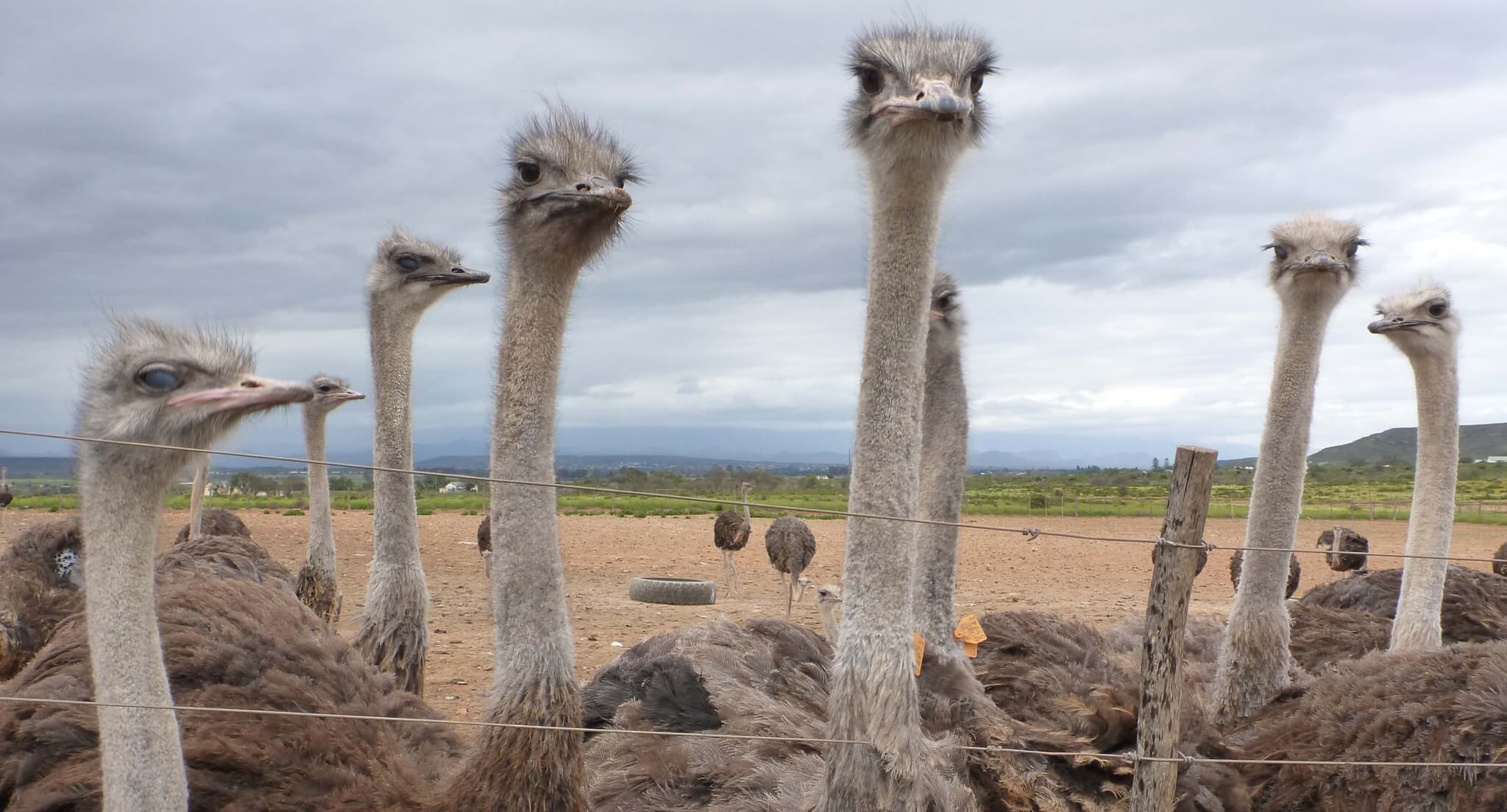 Exposed: Juvenile Ostriches Butchered for Hermès and Prada ‘Luxury’ Bags