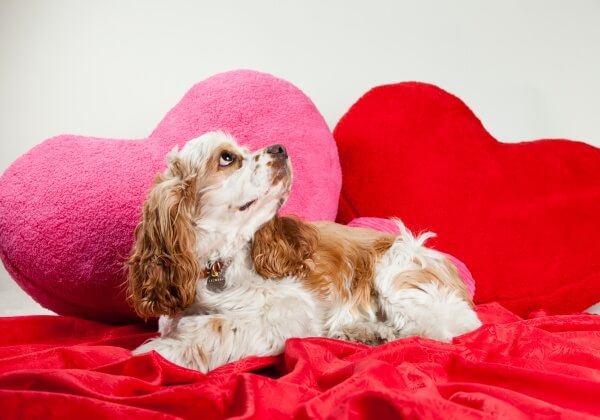 Don’t Kill Your Dog With Love! 6 Valentine’s Day Items Unsuitable for Dogs