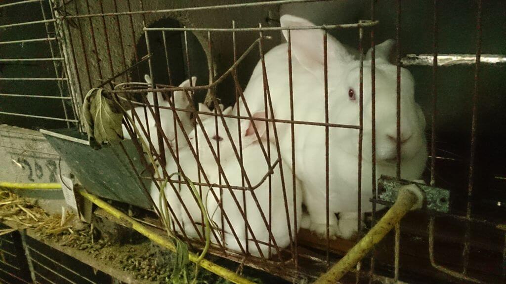 Rabbits Hit, Hung Up, and Skinned Alive in the Chinese Fur Trade
