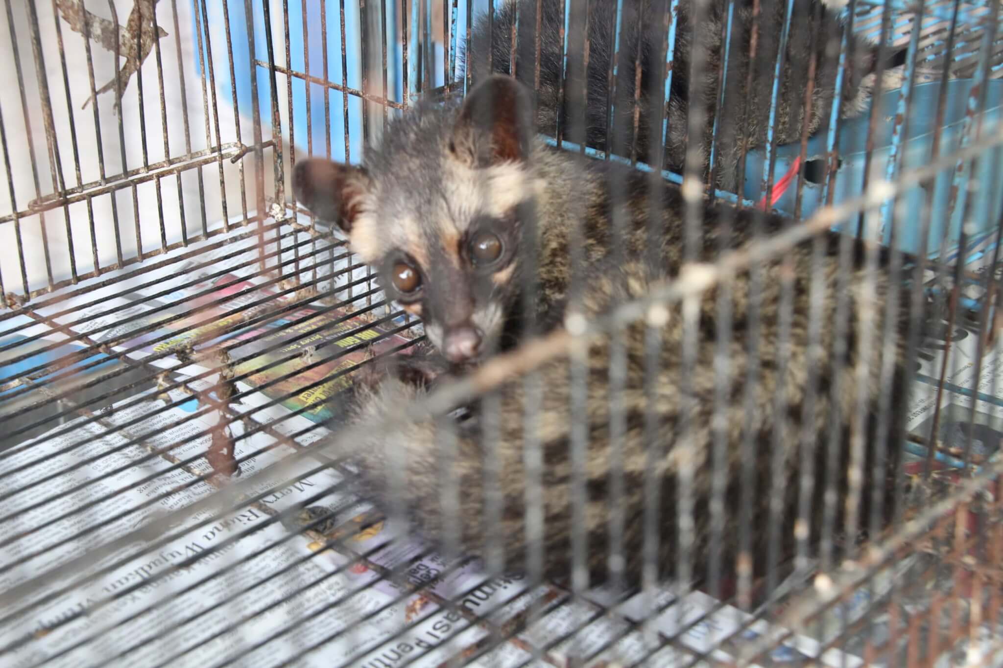 Kopi luwak is made from the beans of coffee berries that have been eaten and excreted by civets.