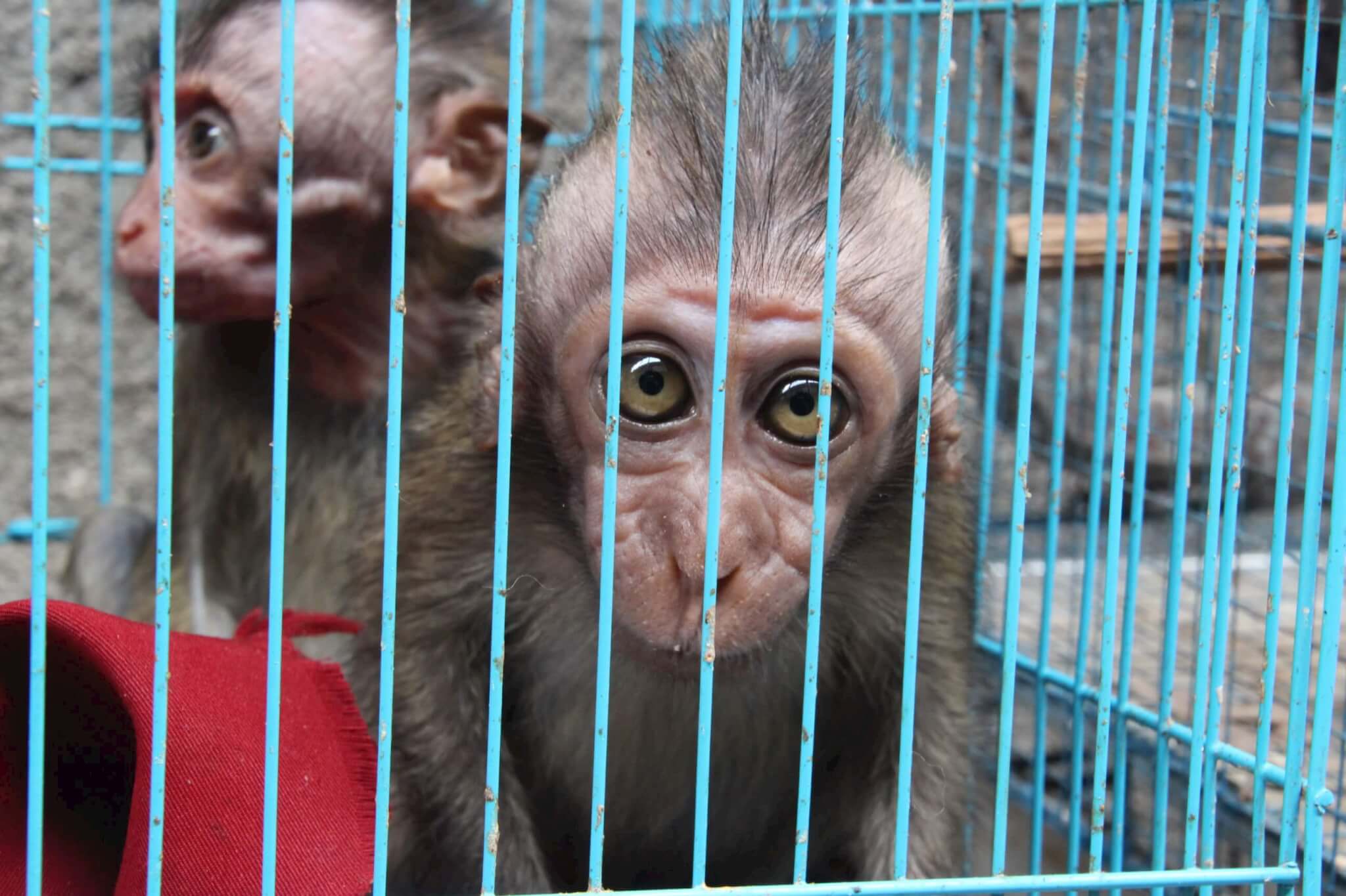 Bird market photo yields an unknown monkey species in Indonesia