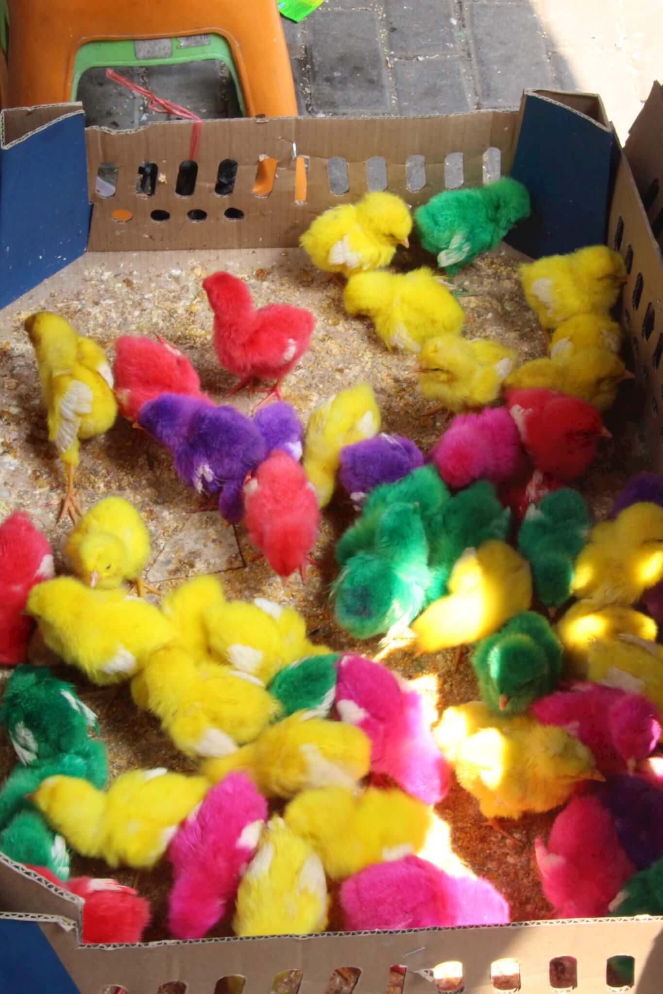 Horrific Video Shows Baby Chicks Roughly Tossed, Dyed Bright Colors