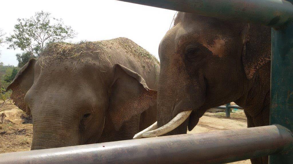 Sunder and Lakshmi