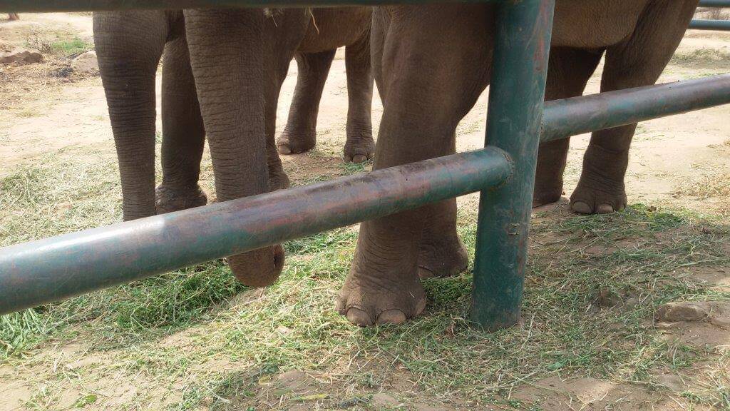 No more chains for Sunder.