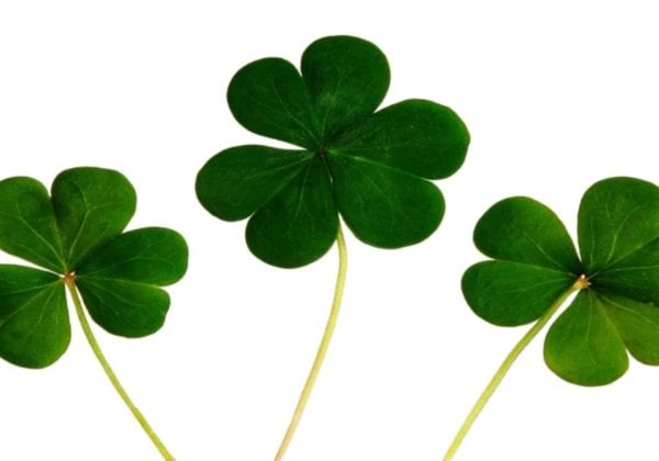Five Ways to Go Green on St. Patrick’s Day