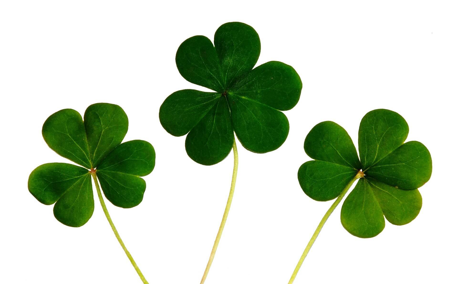 Five Ways to Go Green on St. Patrick’s Day