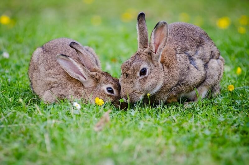 european-rabbits-1006621_1280 (1)