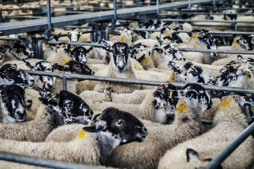 3 Reasons Why UGGs Are Just as Bad as Fur News PETA Asia