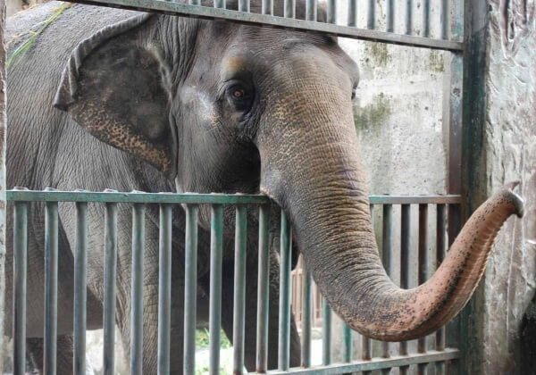 PETA Mourns Mali, the Elephant Who Spent Decades Alone at the Manila Zoo