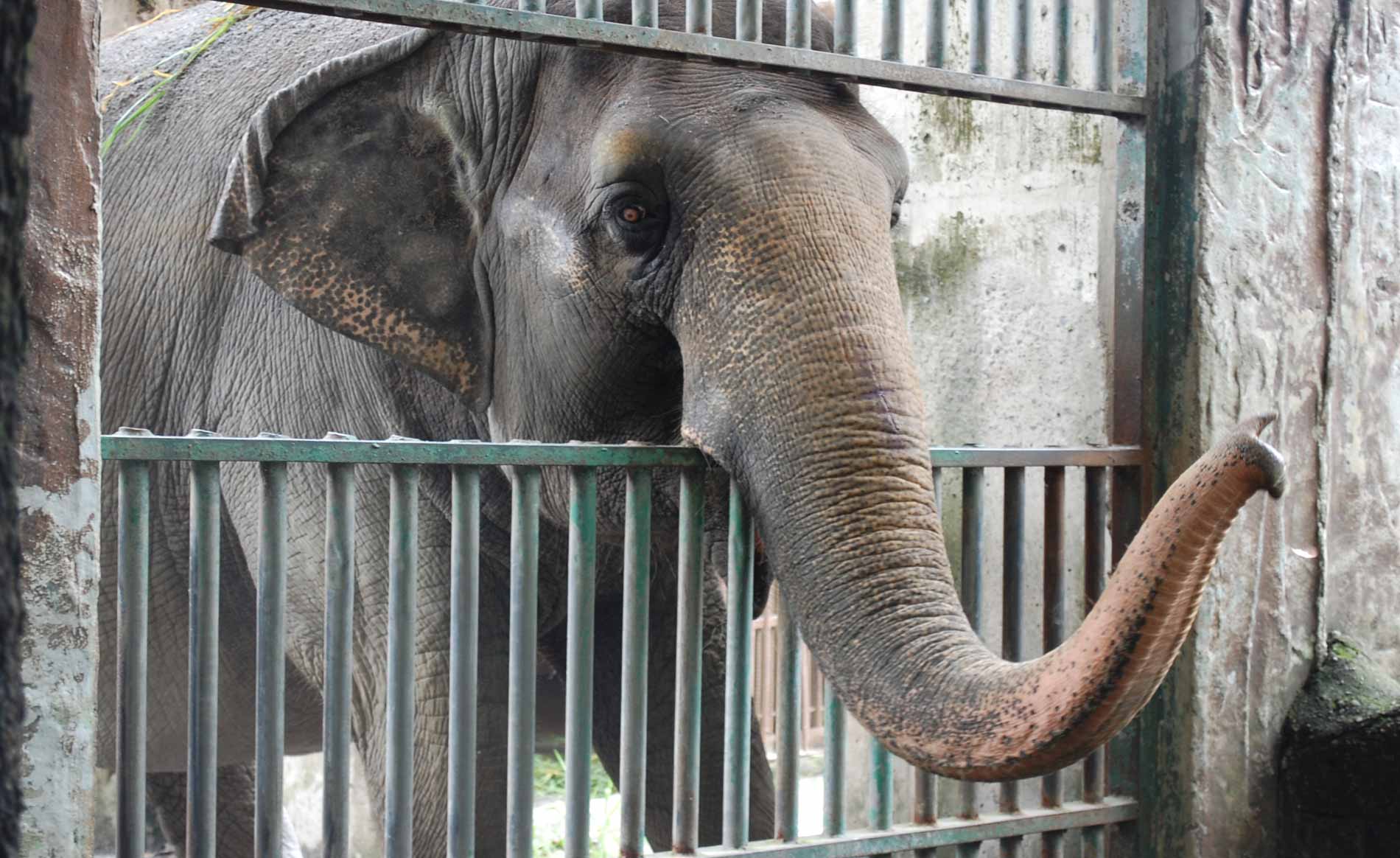 PETA Mourns Mali, the Elephant Who Spent Decades Alone at the Manila Zoo