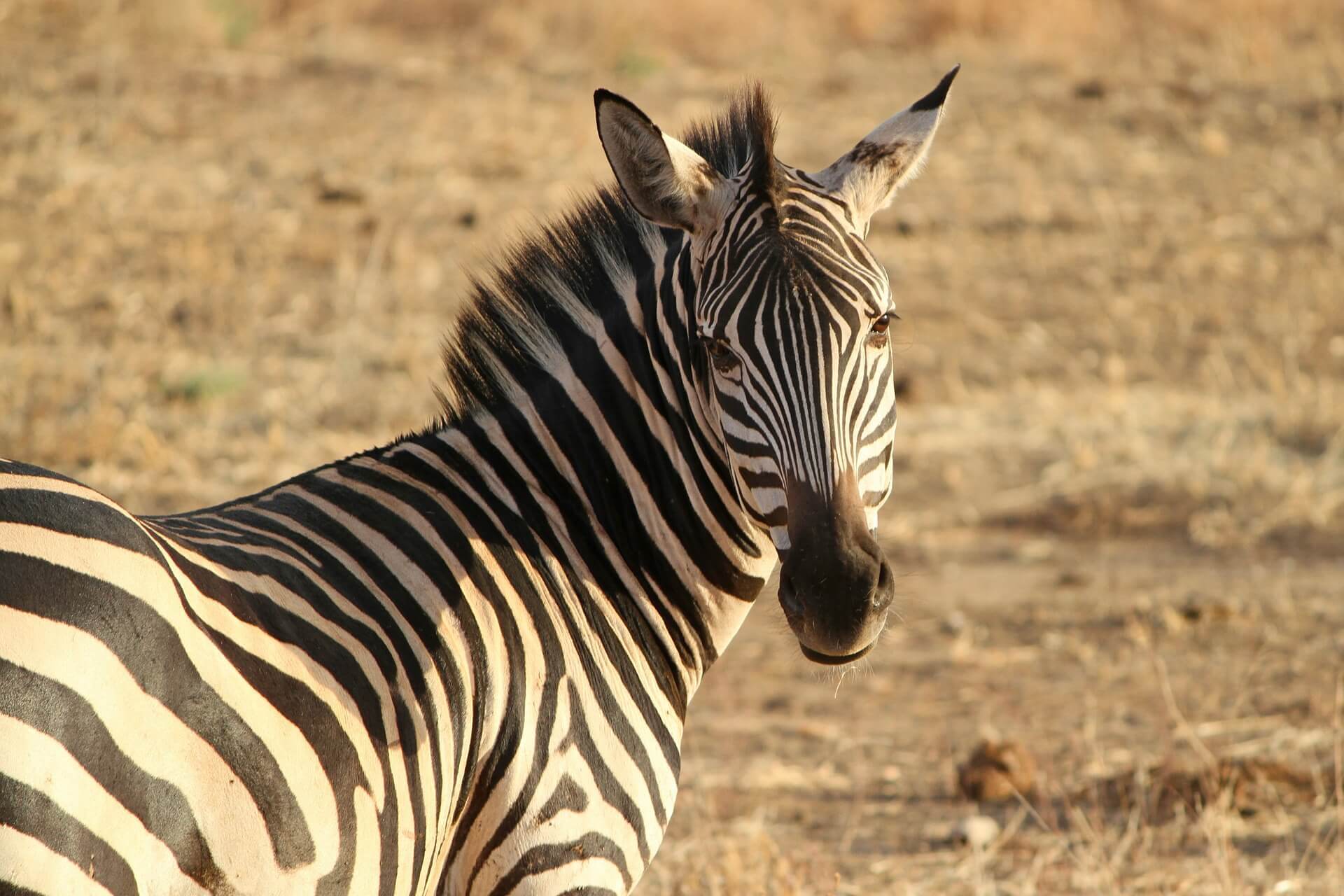 Zebra in Japan Dies After Being Chased and Tranquilized