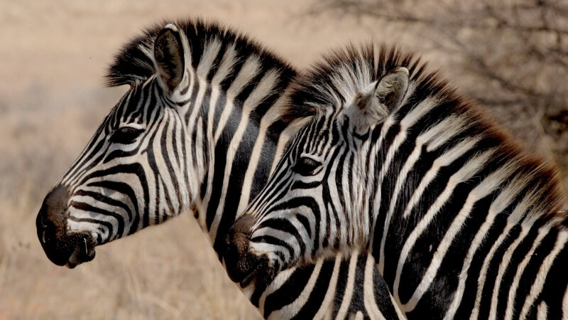 zebra-927272_1920 (1)