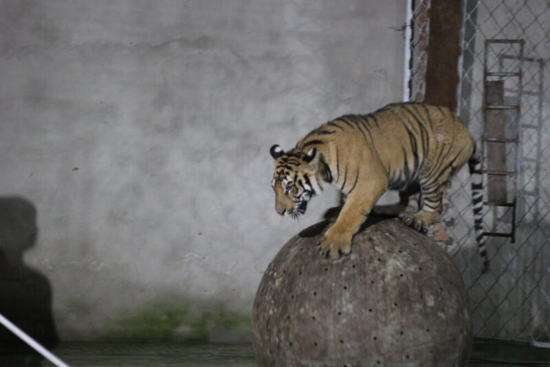 Chinese Circus Industry-20