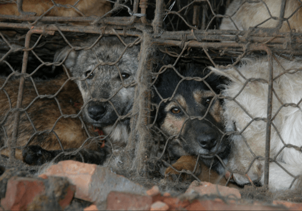 Help Dogs and Cats Like Those in the Yulin Festival