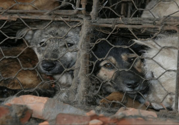 Animals Killed in South Korea Urgently Need Your Help