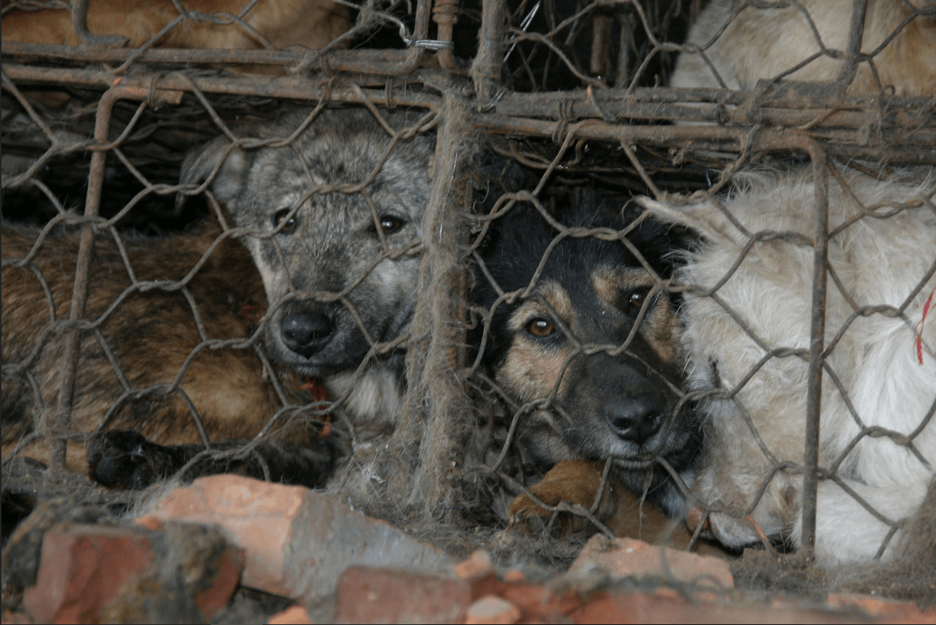 Help Dogs and Cats Like Those in the Yulin Festival