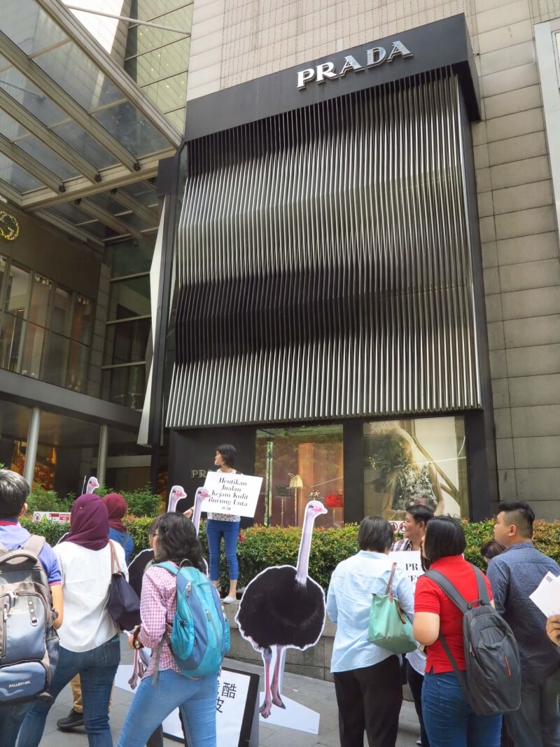 PHOTOS Ostriches Protest In Front of Prada and Hermes Stores in Kuala Lumpur News PETA Asia