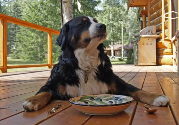 Foods You Can Share With Your Dog